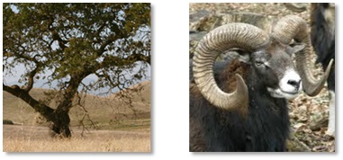 An oak tree and a ram 