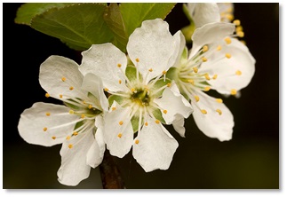 Illustration of a tsiytsiyt representing a blossom on a tree, symbolizing its role as a reminder to produce fruit through obeying God’s commands.
