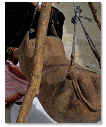 Bedouin making cheese from a Goat skin bag