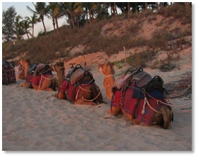 Camels kneeling down