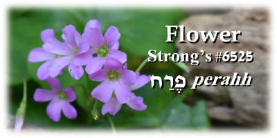 Biblical Hebrew Picture Dictionary